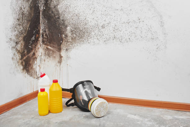 Best Residential Mold Removal  in Fort Belvoir, VA