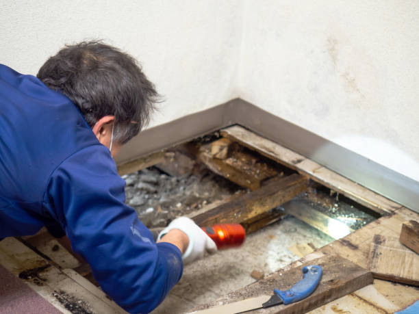 Certified Mold Removal in Fort Belvoir, VA