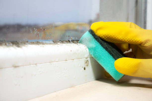 Best Mold Remediation Services  in Fort Belvoir, VA