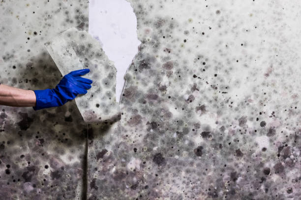 Best Office Mold Removal Services  in Fort Belvoir, VA