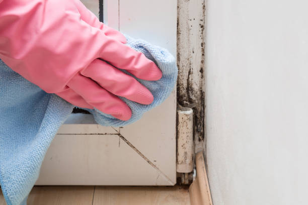 Best Home Mold Removal  in Fort Belvoir, VA