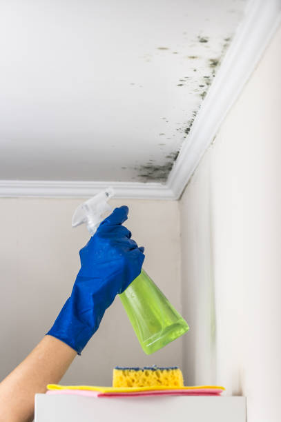 Best Professional Mold Removal  in Fort Belvoir, VA