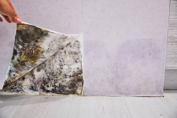 Best Mold Damage Repair  in Fort Belvoir, VA